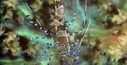 shrimp_cleaner_spotted_oc_jar_h_0495_cub2642.jpg